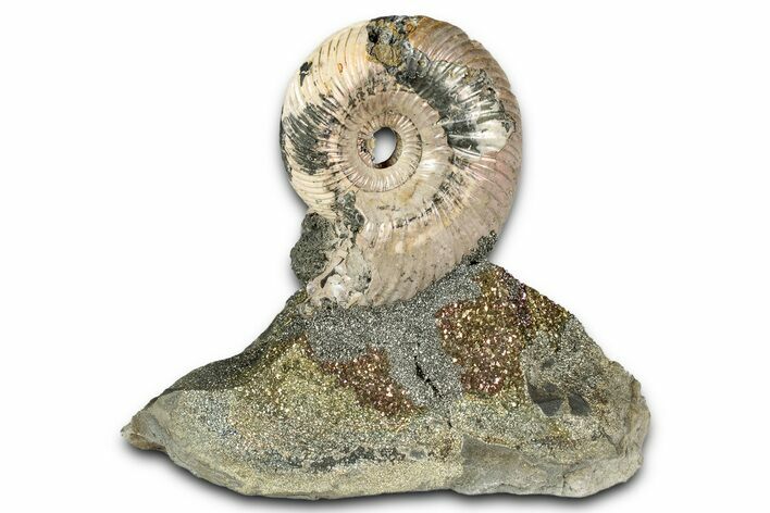 Iridescent, Pyritized Ammonite (Quenstedticeras) Fossil Display #344275